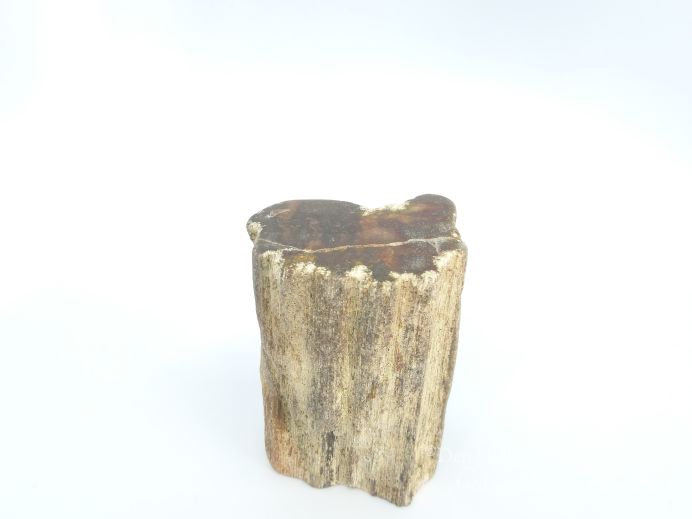Mini urn van versteend hout - 3875 foto 1